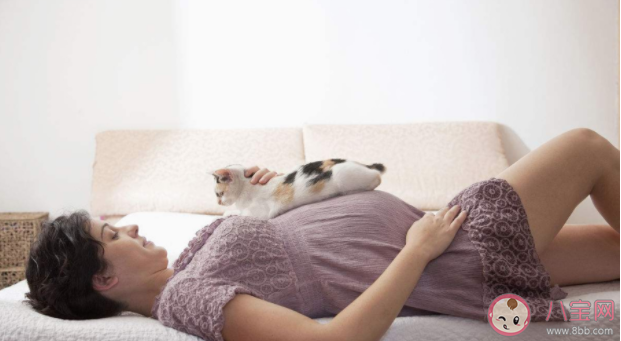 懷孕了不能養貓是真嗎 養貓感染弓形蟲的概率大嗎