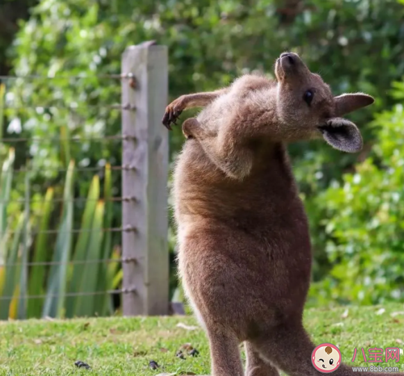 袋鼠搖手行為是在撓癢癢嗎 袋鼠搖手為什么火了