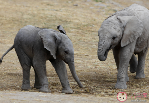 世界大象日的由來是什么 關于大象的一些冷知識
