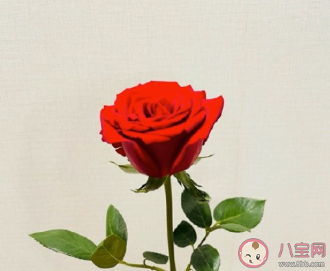 我不看月亮是什么梗 我不看月亮梗的出處是什么