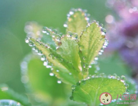 2021今日白露問(wèn)候語(yǔ)一句話說(shuō)說(shuō) 2021今日白露早上好的祝福語(yǔ)句子