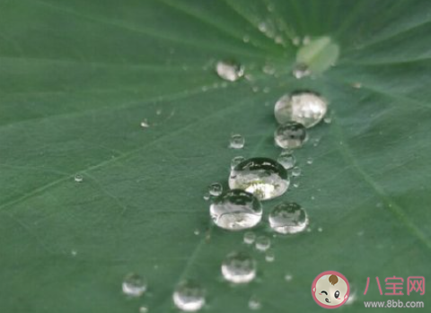 2021今日白露問(wèn)候語(yǔ)一句話說(shuō)說(shuō) 2021今日白露早上好的祝福語(yǔ)句子