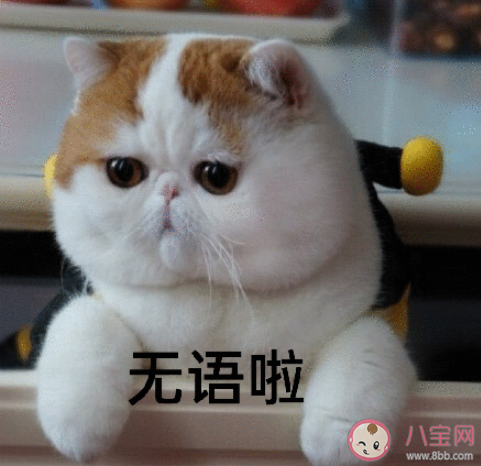 研究發現越胖運動減肥越難 特別胖的人該如何減肥 研究發現越胖運動減肥越難 特別胖的人該如何減肥