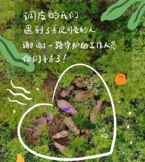 北移亞洲象群完全進入傳統棲息地 象群離家多久了 北移亞洲象群完全進入傳統棲息地 象群離家多久了