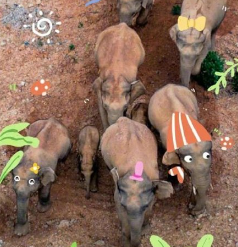 北移亞洲象群完全進入傳統棲息地 象群離家多久了 北移亞洲象群完全進入傳統棲息地 象群離家多久了