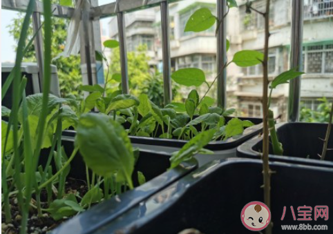 為什么年輕人都喜歡種菜 種菜能帶給人什么感受