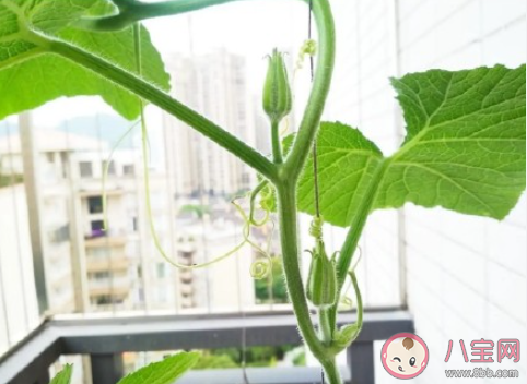 為什么年輕人都喜歡種菜 種菜能帶給人什么感受