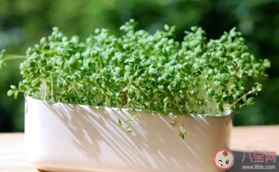 為什么年輕人都喜歡種菜 種菜能帶給人什么感受