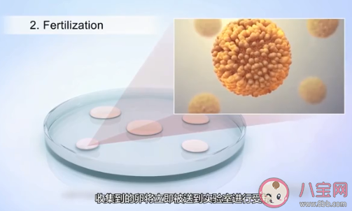 為何更多家庭選擇輔助生殖技術 有哪些方式可以提高生育力 為何更多家庭選擇輔助生殖技術 有哪些方式可以提高生育力