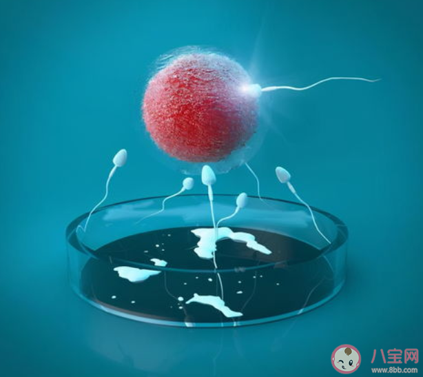 試管嬰兒可以做龍鳳胎嗎 試管嬰兒雙胎妊娠風險大嗎 試管嬰兒可以做龍鳳胎嗎 試管嬰兒雙胎妊娠風險大嗎