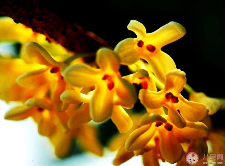 2021桂花還沒開的心情說說 2021桂花還沒開放的句子 2021桂花還沒開的心情說說 2021桂花還沒開放的句子