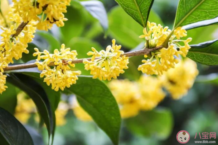 2021桂花還沒開的心情說說 2021桂花還沒開放的句子 2021桂花還沒開的心情說說 2021桂花還沒開放的句子