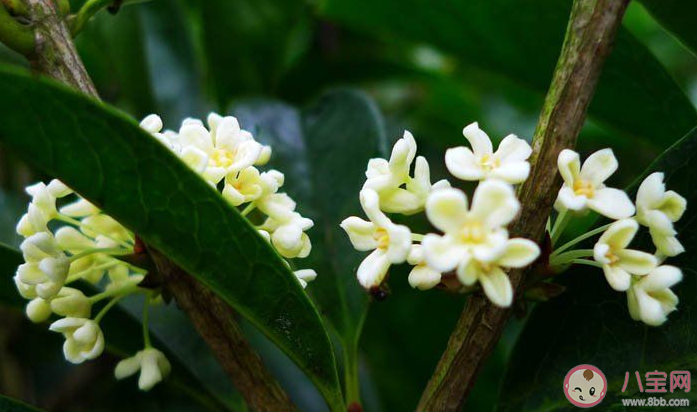 2021桂花還沒開的心情說說 2021桂花還沒開放的句子 2021桂花還沒開的心情說說 2021桂花還沒開放的句子