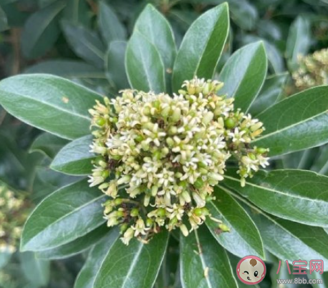 等桂花開(kāi)的朋友圈怎么發(fā) 等待桂花開(kāi)放的朋友圈句子 等桂花開(kāi)的朋友圈怎么發(fā) 等待桂花開(kāi)放的朋友圈句子