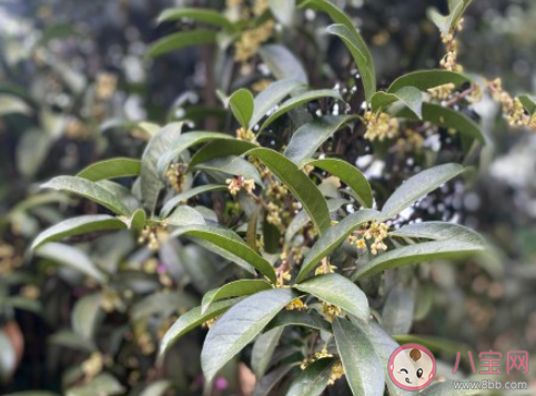 等桂花開(kāi)的朋友圈怎么發(fā) 等待桂花開(kāi)放的朋友圈句子 等桂花開(kāi)的朋友圈怎么發(fā) 等待桂花開(kāi)放的朋友圈句子