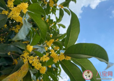 等桂花開(kāi)的朋友圈怎么發(fā) 等待桂花開(kāi)放的朋友圈句子 等桂花開(kāi)的朋友圈怎么發(fā) 等待桂花開(kāi)放的朋友圈句子