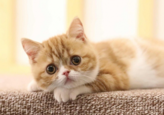 為什么會得貓抓病 貓抓會傳染嗎