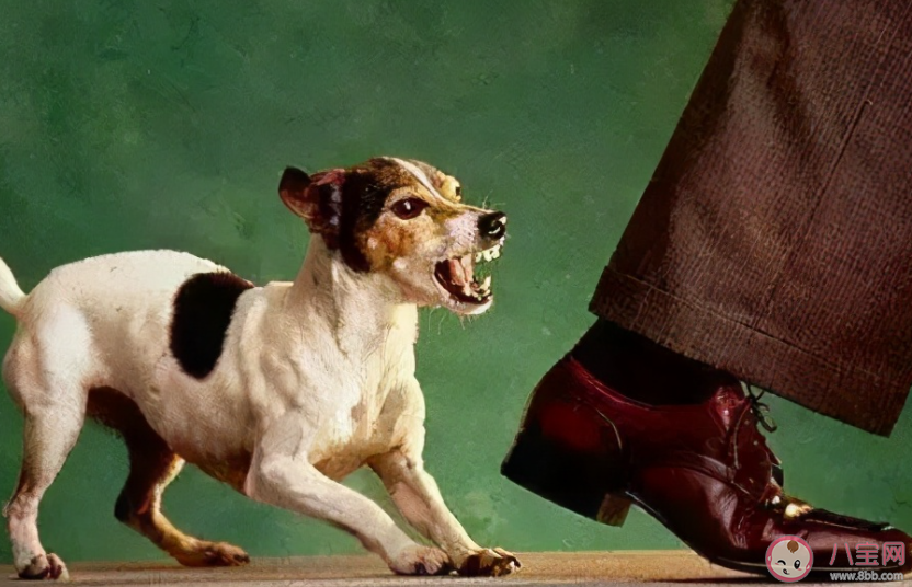 被狗狗撲咬該怎么辦 碰到狗咬別人如何施救 被狗狗撲咬該怎么辦 碰到狗咬別人如何施救