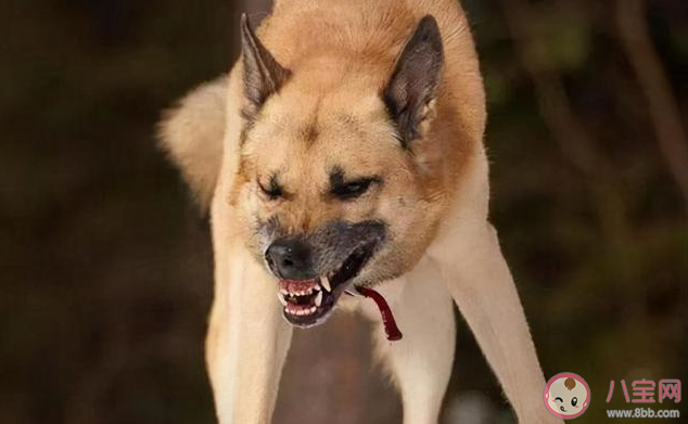 被狗狗撲咬該怎么辦 碰到狗咬別人如何施救 被狗狗撲咬該怎么辦 碰到狗咬別人如何施救