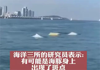 專家解釋廈門(mén)海域出現(xiàn)金色海豚 目前的海豚有幾種顏色