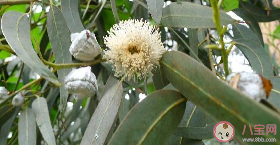 藍桉已遇釋槐鳥是什么意思什么梗 藍桉已遇釋槐鳥下一句是什么