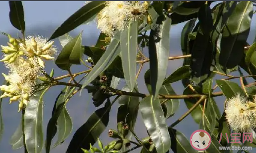 藍桉已遇釋槐鳥是什么意思什么梗 藍桉已遇釋槐鳥下一句是什么