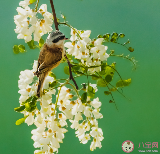 藍桉已遇釋槐鳥是什么意思什么梗 藍桉已遇釋槐鳥下一句是什么