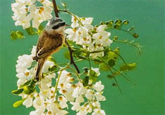 藍桉已遇釋槐鳥是什么意思什么梗 藍桉已遇釋槐鳥下一句是什么