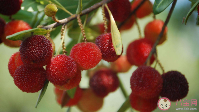 為什么懷孕以后喜歡吃酸的食物 孕婦如何正確吃酸 為什么懷孕以后喜歡吃酸的食物 孕婦如何正確吃酸