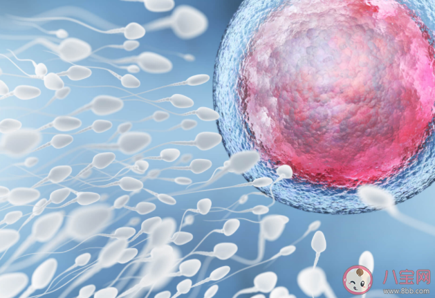 哪些備孕女性需要B超監(jiān)測排卵 卵泡沒發(fā)育成熟就排卵還能懷孕嗎