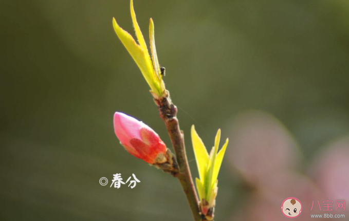 春分節(jié)氣夫妻不能同房嗎 還有哪些節(jié)氣不宜同房 春分節(jié)氣夫妻不能同房嗎 還有哪些節(jié)氣不宜同房