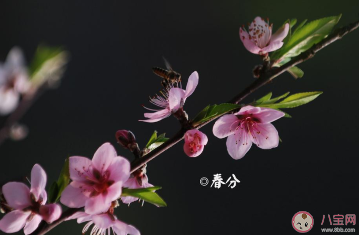 春分節(jié)氣夫妻不能同房嗎 還有哪些節(jié)氣不宜同房 春分節(jié)氣夫妻不能同房嗎 還有哪些節(jié)氣不宜同房