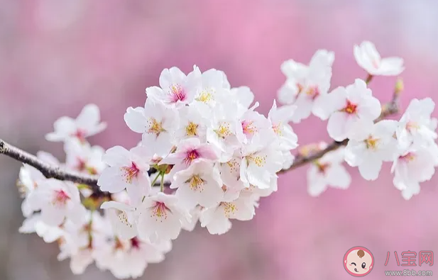 綿綿頭上飛花能遇上一次落霞是什么歌 《飛花》完整版歌詞在線聽歌