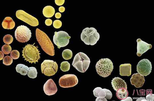 春季花粉過敏5大特點 花粉過敏什么花都會引起過敏嗎 春季花粉過敏5大特點 花粉過敏什么花都會引起過敏嗎