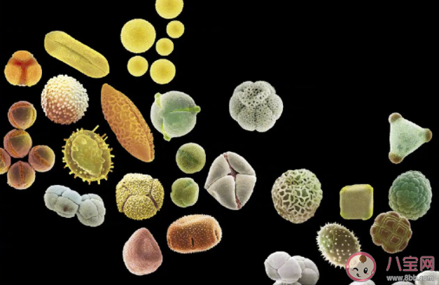 哪些花容易引起花粉過敏 花粉過敏有哪些注意事項 哪些花容易引起花粉過敏 花粉過敏有哪些注意事項