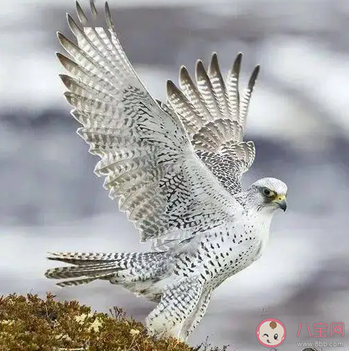 《且試天下》蒼一是什么鳥 豐蘭息養那么多鷹干什么