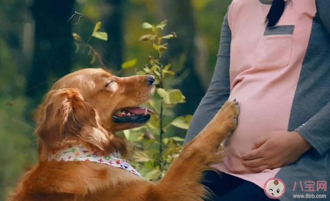 養寵物與懷孕真的不可兼得嗎 要做對哪些事情 養寵物與懷孕真的不可兼得嗎 要做對哪些事情
