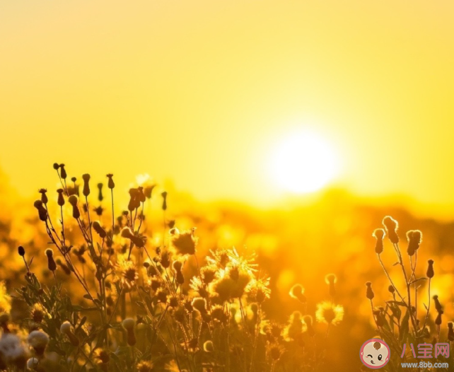 2022夏天小清新文案朋友圈短句 2022夏天治愈文案清涼句子大全