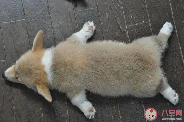 喜歡趴著睡的人有什么性格特點 最好的睡覺姿勢是怎樣的