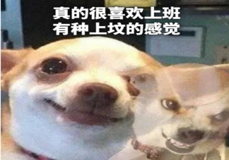 真的很喜歡造句大全 怎么用真的很喜歡造句
