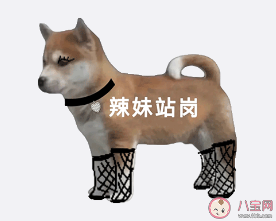 站崗小狗是什么梗什么意思 站崗小狗表情包合集