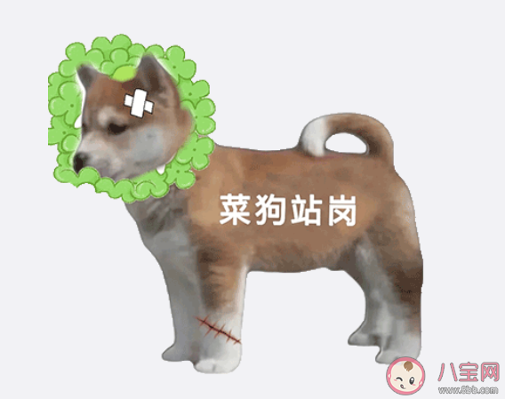 站崗小狗是什么梗什么意思 站崗小狗表情包合集