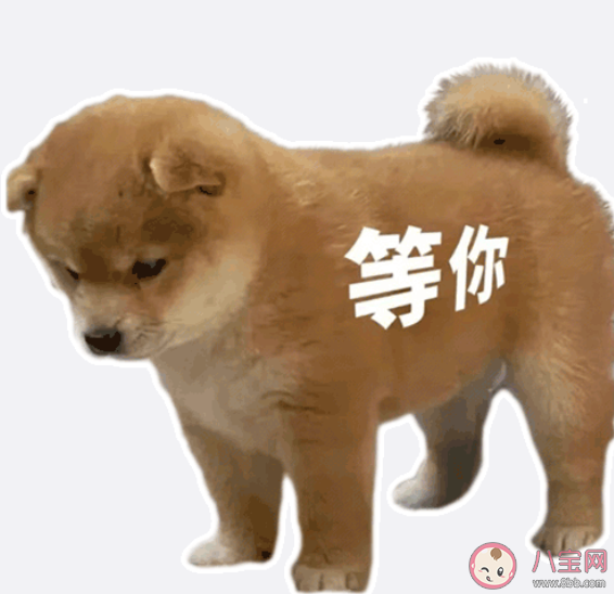 站崗小狗是什么梗什么意思 站崗小狗表情包合集