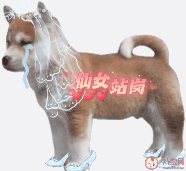 站崗小狗是什么梗什么意思 站崗小狗表情包合集