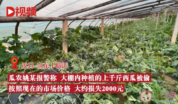 如何評價開豪車偷西瓜行為 為什么會開豪車偷西瓜