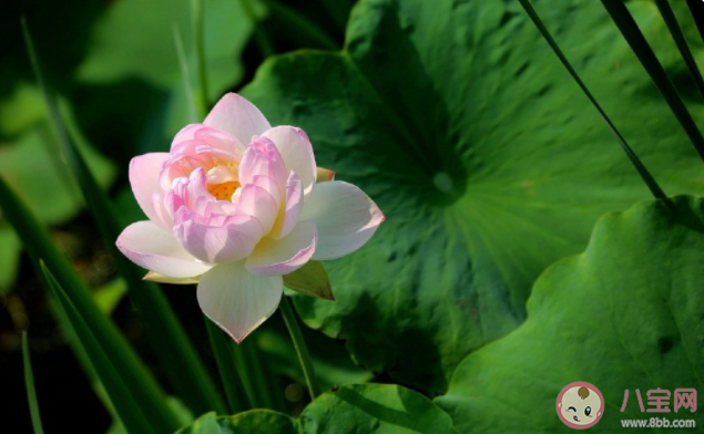 如何理解活在當下 你對活在當下有什么看法