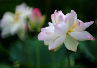 如何理解活在當(dāng)下 你對活在當(dāng)下有什么看法