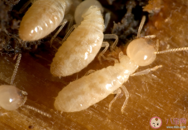 白蟻就是白色的螞蟻嗎 入侵家中的白蟻可以被消滅嗎 白蟻就是白色的螞蟻嗎 入侵家中的白蟻可以被消滅嗎