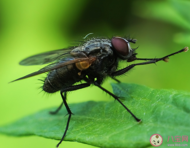 蒼蠅為什么喜歡搓手 家里蒼蠅很多怎么辦 蒼蠅為什么喜歡搓手 家里蒼蠅很多怎么辦