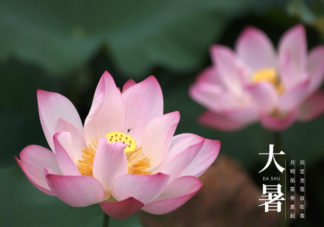 2022大暑節氣活動報道美篇 2022大暑節氣主題活動簡報